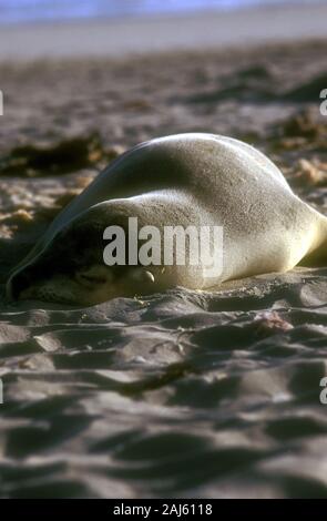 Ein junger australischer SEELÖWE (NEOPHOCA CINEREA) SONNT SICH IN DER SPÄTEN NACHMITTAGSSONNE, Seal Bay, Kangaroo Island, South Australia Stockfoto