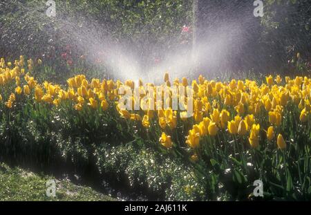 Die automatische SPRINKLERANLAGE GARTEN BEWÄSSERUNG GARTEN BETT von gelben Tulpen (TULIPA) Australien. Stockfoto