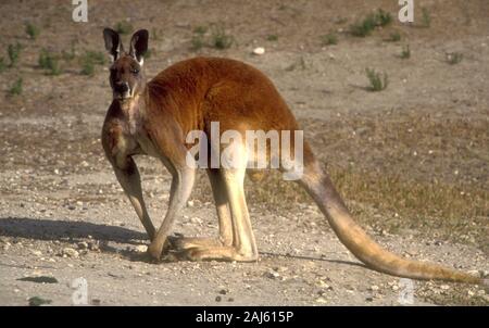 Große rote Känguru (MACROPUS RUFUS) MUNGO NATIONAL PARK, NEW SOUTH WALES, Australien Stockfoto