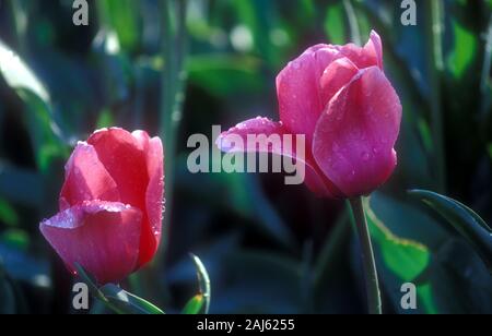 NAHANSICHT VON ZWEI ROSA TULIPEN (TULIPA) MIT REGENTROPFEN BEDECKT. NEW SOUTH WALES, AUSTRALIEN. Stockfoto