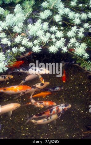 FARBVARIETÄTEN VON KOI-KARPFEN ODER JAPANISCHEN KOI (CYPRINUS CARPIO) & WASSERPFLANZEN IN EINEM TEICH IM GARTEN, NEW SOUTH WALES, AUSTRALIEN. Stockfoto
