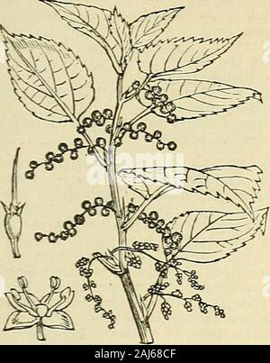 Die Schatzkammer der Botanik: Eine beliebte Wörterbuch des Pflanzenreiches, mit dem ein Glossar der Botanische Begriffe integriert ist. erousspecies der gesamten tropicsand Subtropen beider Hemisphären verteilt. Sie krautigen Pflanzen oder Sträuchern, closelyallied auf true Nesseln (Urfica), aber nicht in ihnen differingfrom stinginghairs. Themale und weibliche Blüten sind inseparate Spikes auf der gleichen Pflanze: themales in vier - parted Kelch und fourstamens, die Weibchen eine röhrenförmige calyxdivided in vier Zähne oben und aslender Stil mit Haare entlang einer Seite. Einige der Holzarten hergestellt Stockfoto