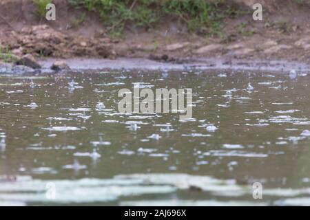Die Regentropfen fallen auf einen Pool oder Pfütze von Wasser in der Natur in der Wildnis von Südafrika während saisonale Regenfälle Stockfoto