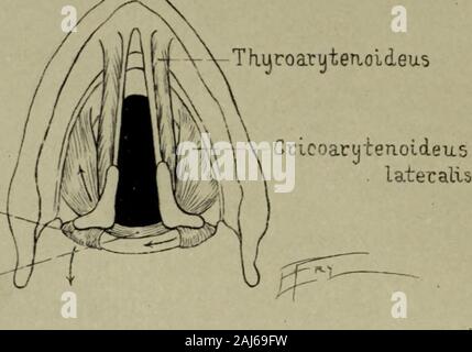 Transaktionen des Südlichen chirurgische und gynäkologische Vereinigung. Abb. 1 - Muskeln des Kehlkopfes.. Neu gezeichnet, fromIng & lls ariden, Barlouf Crlcoa, tutenoideusposticus - ArijteTioideiLS Stockfoto