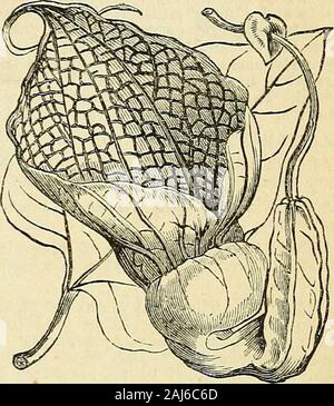 Die Schatzkammer der Botanik: Eine beliebte Wörterbuch des Pflanzenreiches, mit dem ein Glossar der Botanische Begriffe integriert ist. onflict, bis es erreicht ai Kriechpflanze, der Blätter, aus denen er, nahm mit Gier - das Werk wasi Die Guaco. Er sicherte sich die Reptilien, andbrought entfernt die Pflanze die Blätter der Whichit gegessen hatte. Die Schlange, obwohl bittenby Eine der tödlichsten Spezies, ganz neu gedeckt. Ein weiterer Bericht, als wahrscheinlich als Dieandere, dass Schlangen haben observedcarefully wurde an die Orte, wo die plantgrows vermeiden. Viele Personen sind so fest Pro-suaded, die Schlange wird n Stockfoto