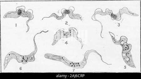 Weitere Forschungen über die Entwicklung von dem Namen Trypanosoma Gambiense Art in Glossina palpalis. Inige beteiligt, wie im Fall der. Einige andere Arten. 2. Ein paar Tage nach einer Infektion die Trypanosomen, Verschwinden der großen Mehrheit der Fliegen, sondern in einem kleinen Prozentsatz dieser ersten Dis-Erscheinungsbild wird durch eine neue Entwicklung gefolgt. 3. Nach sehr kurzer Zeit die Fliegen, die auf einem infizierten animalbecome unfähig, die vermitteln, die Infektion, die durch ihren Bissen zugeführt haben, und dieser nicht-infektiosität dauert etwa 28 Tage, wenn ein erneuert oder spät Infektiosität takesplace. 4 eine Fliege, in denen dieses oder spät erneuert Stockfoto