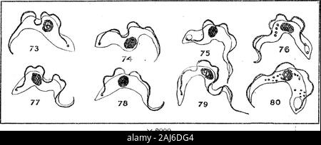 Weitere Forschungen über die Entwicklung von dem Namen Trypanosoma Gambiense Art in Glossina palpalis. Ted ernähren. Abb. 63.-: 7 l gamhiense von Speicheldrüsen, 42 Tage nach infiziertes Futter. Feigen. 64, 65 und 66.- T. gamhiense von Speicheldrüsen, 44 Tage nach infiziertes Futter. Feigen. 67 und 68.-T. gamhiense von Speicheldrüsen, 46 Tage nach infiziertes Futter. Feigen. 69 und 70.-T. gamhiense von Speicheldrüsen, 53 Tage nach der Infektion Vorschub. Feigen. 71 und 72.-T. gamhiense von Speicheldrüsen, 56 Tage nach der Infektion. Abbn. 60 - 72 Stellen abartigen dem Namen Trypanosoma gamhiense in der salivaryglands gesehen. Die erste Sache, die t Stockfoto