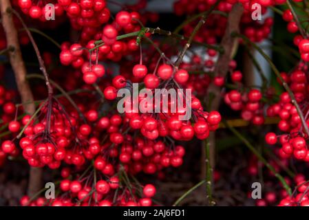 Chinesische Silvesterpflanze, rote Ardisia crenata fruit Stockfoto