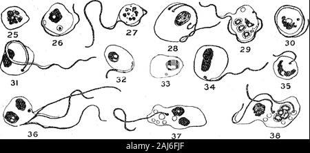 Weitere Forschungen über die Entwicklung von dem Namen Trypanosoma Gambiense Art in Glossina palpalis. X 2000. Abb. 15.-- dem Namen Trypanosoma gamhiense aus liind - gtit, 8 da^ys nach infiziertes Futter. Abbn. 16, 17, und 18.-T. gamhiense ab Mitte-gut, 14, 20, und 30 Tage nach der Infektion. Abb. 19.- T. gamhiense Horn, Hind-gut, 34 Tage nach der Infektion. Abbn. 20. und 21.-T, gamhiense aus proventriciiliis, 36 Tage nach der Infektion. Abb. 22. -2^. gamhiense von Hind-gut, 44 Tage nach der Infektion. Abbn. 23. und 24. -2^. gamhiense ab Mitte-gut, 46 und 53 Tage nach der Infektion. Abbn. 15 - 24 stellen kleinere Formen, Stockfoto