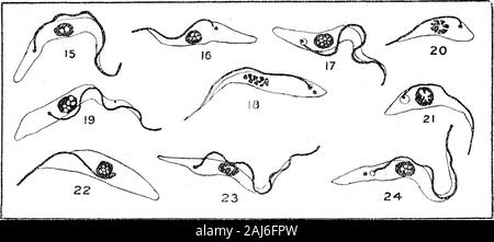 Weitere Forschungen über die Entwicklung von dem Namen Trypanosoma Gambiense Art in Glossina palpalis. ¥ m, 14.-, X 2000. Teil einer Masse von dem Namen Trypanosoma Gambiense Art aus der Mitte der Darm. Diese Zahl ist gegeben, um zu versuchen, eine Vorstellung von der enormen proliferationof Trypanosomen stattfindet, im Darm der Glossina palpalis zu vermitteln. In thewhole Länge von der Speiseröhre, vom proventriculus der thiscondition proctodseum, ist häufig zu sehen, und in der lebendigen Zustand stellt eine extraordinaryspectacle. Durch die Wand des Darms die verfilzte Massen inaktiv moveme gesehen werden Stockfoto