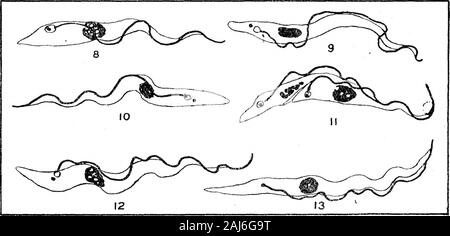 Weitere Forschungen über die Entwicklung von dem Namen Trypanosoma Gambiense Art in Glossina palpalis. X 2000. Feigen. 1 - 3 - Normale Blut Parasiten {dem Namen Trypanosoma gamhiense). 4 - 24 Stunden nach der Einnahme von den Fliegen. Feigen. 5 und 6 - 48 Stunden nach der Einnahme von den Fliegen. Abb. 7. - 96 Stunden nach der Einnahme von den Fliegen. Abbn. 1 - 7 stellen die Trypanosomen, wie sie im Darm von Glossinafalpalis während der ersten paar Tage angezeigt. Abbn. 1 - 3 sind normale Blut Formen, wie seenimmediately nach dem Fliegen hat gefüttert, und vor jeder Änderung stattgefunden hat. Abbn. 4 - 7 stehen für den Prozess der Degeneration im Rahmen des Stockfoto