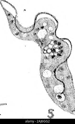 Weitere Forschungen über die Entwicklung von dem Namen Trypanosoma Gambiense Art in Glossina palpalis. 1&gt; V*;,,:: "... X 2000. Feigen. 1 - 3 - Normale Blut Parasiten {dem Namen Trypanosoma gamhiense). 4 - 24 Stunden nach der Einnahme von den Fliegen. Feigen. 5 und 6 - 48 Stunden nach der Einnahme von den Fliegen. Abb. 7. - 96 Stunden nach der Einnahme von den Fliegen. Abbn. 1 - 7 stellen die Trypanosomen, wie sie im Darm von Glossinafalpalis während der ersten paar Tage angezeigt. Abbn. 1 - 3 sind normale Blut Formen, wie seenimmediately nach dem Fliegen hat gefüttert, und vor jeder Änderung stattgefunden hat. Abbn. 4 - 7 stehen für den Prozess der Degeneration, die Stockfoto