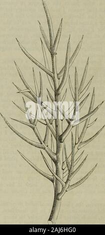 Das Journal der Gartenbaugesellschaft von London. heleast Schutz mit uns, da es sich herausstellte.-Nov. 27,1349. Colletia horrida, die Pflanze hier angedeutet, als die parentof Die einzigartige Produktion über beschrieben werden, war so calledby Willdenow, aber ist Besser unter seinem mehr richtige nameof C. spinosa bekannt; er ist auch manchmal genannt C. polyacantha spinosissima, andC.. Es bildet einen Blattlosen stacheligen Strauch wächst 3 oder 4 Meter hoch, und das Produzieren von kleinen, Glockenförmigen, grünlich-whiteflowers in einigen Fülle an der Basis der Wirbelsäule. Wird aChilian Pflanze, und daher etwas zehn Stockfoto