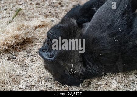 Gorilla entspannt und nachdenklich im Zoo Stockfoto