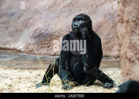 Prag, Tschechische Republik - Dez 2019: Westlicher Flachlandgorilla in Zoo Stockfoto