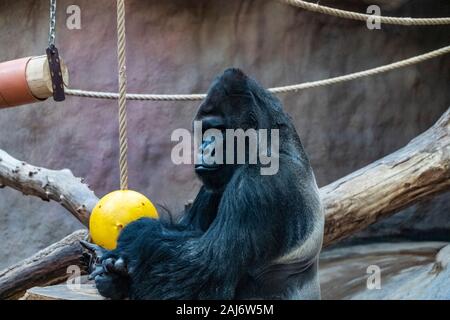 Prag, Tschechische Republik - Dez 2019: Westlicher Flachlandgorilla in Zoo Stockfoto