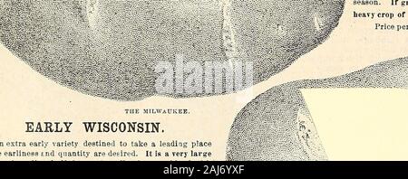 Horitucultural Guide: Frühjahr 1892. n. Die Milwaukee. Ein exzellentes neues Frühe Kartoffel ähnelt Krone Jewell im Aussehen, aber größere und sehr inuch qualitativ überlegen. Es ist eine starke Züchter mit sehr starken Tops, und kommt in die Dse voll schon in frühen Sonnenaufgang, nachgeben, aber eine viel größere Ernte als die Sorte, und hat den weiteren Verdienst?^^^°^ dass zuerst Claes Hüter und kann auf abgehangen sein, ^^i-4 j 5 ^main in gutem Zustand ohne keimen erst sehr spät in der Saison. Wenn in den reichen schwarzen Lehm gewachsen wird eine sehr große Ernte von schönen großen Knollen der Ve Stockfoto