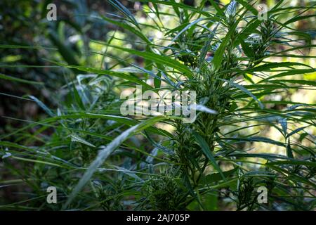 Grüne Heilpflanze Cannabis blüht bei unscharfer Hintergrund Nahaufnahme Stockfoto