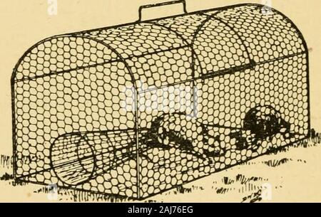 Frettchen: ihre Verwaltung in der Gesundheit und in der Krankheit mit Bemerkungen über ihren rechtlichen Status. Abb. 37. gefangen, andere sind sicher zu followlight und effektiv. Abbn. 39 und 40 veranschaulichen, eine andere ist es sehr-Trap. -?,^-Abb., die mit großem Erfolg verwendet wurde. Es ist Everitts Patent Sicherheit Humane VerminTrap. Es sollte in der Mitte des EVERITTS SICHERHEIT HUMANE TRAP 165 Brücken verbinden von zwei Löcher oder Der covertto der Weide- oder Ackerland, an der Mündung des werden. Stockfoto