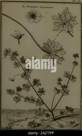 Beschreibung, vertus et usages de sept Cent dix-neuf Plantes: tant que de nos climats étrangeres; et de Cent trente-quartre Animaux, en sept Cent planches Trente, gravées en Taille-Douce, sur les desseins d'après Natur, de M de Gersault, par MM de Fehrt, Prevost, Duflos, Martinet,&c et rangées Suivant l'ordre du Livre intitulé Matiere médicale de M Geoffroy.. . Stockfoto
