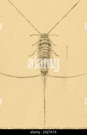 Principal Haushalt Insekten der Vereinigten Staaten. Ist cov-Tätseinbußen mit sehr Minute Skalen wie jene einer Motte. 6 Bein - Frühling. l. r/. Ich. s,,/I (original) nd Plüsch 78 Direktion Haushalt Insekten. Aus dem Brustkorb, und zwar nicht sehr lang, sie leistungsfähig sind und enablethe Insekt mit großer Geschwindigkeit laufen zu lassen. In bestimmten Besonderheiten der Struktur und auch in ihren Gewohnheiten, theseanomalous Insekten viel eine der Kakerlaken erinnern, und ihre schnelle, glidingmovements und abgeflachten Stellen diese Ähnlichkeit stark erhöhen. Mehr als alle, jedoch ist die bemerkenswerte Entwicklung der thecoxa oder basale Gelenke Stockfoto