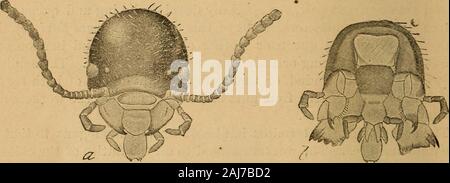 Principal Haushalt Insekten der Vereinigten Staaten. Sie geben würde, und theking und Königin, sowohl aktiv, kümmern sich um die Wünsche der superintend newcolony und die Aufzucht der ersten Brut der Arbeitnehmer andsoldiers, die dann die mühsame Aufgaben des youngcolony übernehmen. Danach die Königin, die durch konstante und liberalen Fütterung andabsolute Untätigkeit, würde immens steigen, ihr Bauch becomingmany tausend Mal seine ursprüngliche Größe. Sie würde praktisch verlieren: Dieflanschschraube der Fortbewegung und werden nur zur Eiablage Maschine der enormouscapacity. Verwandte Arten, deren Gewohnheiten haben. Stockfoto