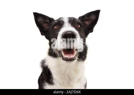 Porträt Lächeln, aufmerksame Border Collie Hund die Zunge heraus, mit Ohren, isoliert auf weißem Hintergrund. Stockfoto