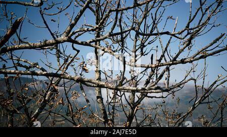 Berglandschaft, rocky mountain, Holz, Zweige, Totholz, Trauer, Lebensunterhalt, Modernität Stockfoto
