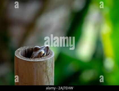 Cute frog verstecken und guckte aus einem Bambusstab mit unscharfen grünen tropischen Hintergrund. Foto: Iris de Reus Stockfoto