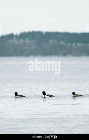 Drei Enten schwimmen zusammen entlang der Mukilteo Fährlinie Stockfoto