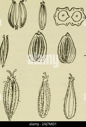 Odorographia: Eine natürliche Geschichte der Rohstoffe und Drogen in der Parfümindustrie verwendet: die Erzeuger, Hersteller und Verbraucher zu dienen. Natürliche Größe der ganzen Frucht; vergrößerte Darstellung des gleichen; der dorsalen Oberfläche des commisural themericarp; die Oberfläche des mericarp; und der Querschnitt. A.-Conium maculatuvi. B. - Pimpinella Anisum. C-FcBTiiculum caplllacenvi. D.-Carum Ajowan. E.-Cicuta virosa. Prüfung der verschiedenen Früchte. w D. Stockfoto