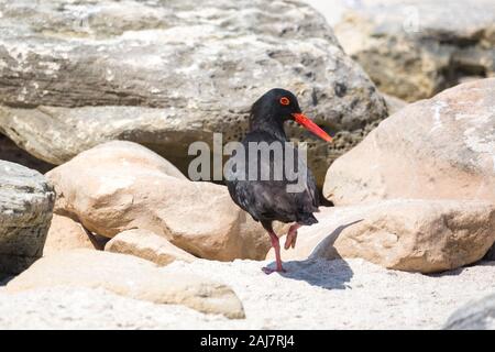 Afrikanischen Austernfischer (Haematopus moquini) Blick zurück beim Gehen an der Küste von De Hoop Nature Reserve, Südafrika Stockfoto