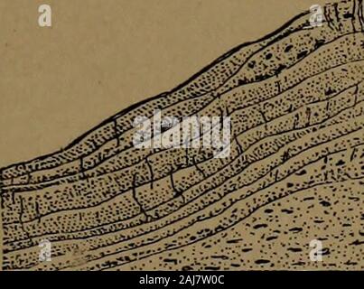 Ein Lehrbuch der zahnärztlichen Histologie und Embryologie, einschließlich Labor Richtungen. 4 t^^^ Mw % WW0W?????^???? Wma?- • •.?: • ??? Hypertrophie der wurzelzement auf der Seite der Wurzel eines unteren Molaren in der Nähe des Stutzens des Zahnes. Von einem längs Abschnitt, Mann: Ein, Dentin; 6, wurzelzement; c, Fasern der peridental Membran. Von b nach c Die wurzelzement ist normal und die incre - geistige Linien ziemlich regelmäßig, aber bei d Eine der Lamellen ist stark verdickt. Bei cthis lamella ist auf ungefähr gleich in der Dicke mit den anderen gesehen werden. Die nächste twolamellae sind dünn über den größten Vorsprung, aber der eine ist viel dicker Ein Stockfoto