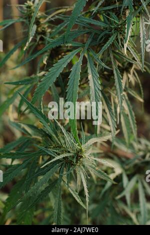 Cannabis Blüten und Samen in grünes Feld mit Hintergrundbeleuchtung. Marihuana pflanze Blätter wachsen hoch. Stockfoto