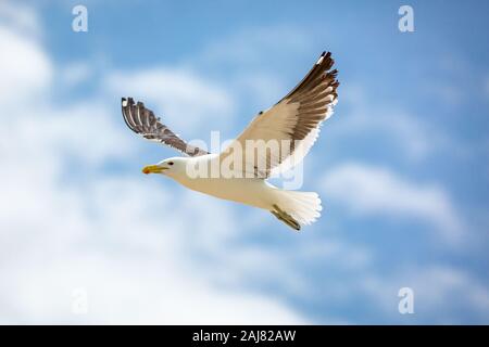 Nahaufnahme einer fliegenden Kelp Möwe (Larus dominicanus), Südafrika Stockfoto