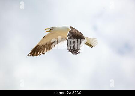 Nahaufnahme einer fliegenden Kelp Möwe (Larus dominicanus), hellen Himmel, Südafrika Stockfoto