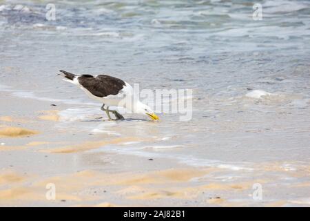 Kelp Möwe (Larus dominicanus) im Wasser, Futtersuche, Küste von Südafrika Stockfoto