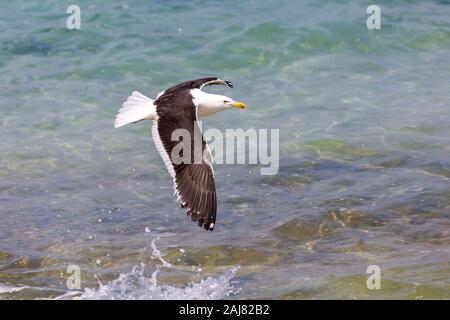 Flying kelp Möwe (Larus dominicanus) über das Meer, Südafrika Stockfoto