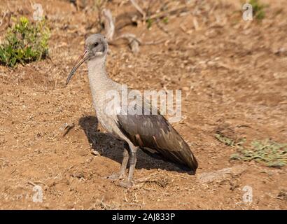 Hadada / Hadeda Ibis (Bostrychia Hagedash) auf Nahrungssuche in Grünland Addo Elephant National Park, Südafrika Stockfoto