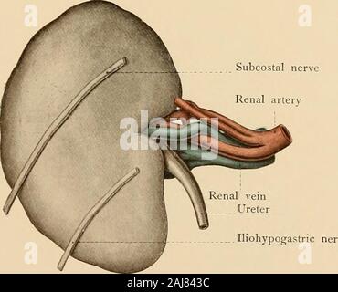 Atlas und Lehrbuch der topographischen und Angewandte Anatomie. Abb. 66. Abb. 67. Nebennieren absteigend Drüse teil Der duode nferior duodenal Flexi Stockfoto