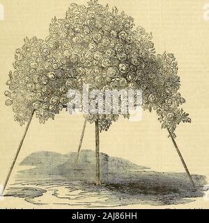 Die Gärtner' Chronik und Landwirtschaftliche Zeitung. w diese Stangen gehämmert war dünn andflat, und wandte sich dann nach unten, um einfach noch weitere bentI werden. Dann ein Bügeleisen Hoop war, 2 ft. Ich im Durchmesser, und platziert ein wenig unterhalb der Ebene der! Die]) Spitze, wo der Kopf der Rose - Äste; durch die Anwendung der Hoop die dünne cud der Stange, andforcing Letztere nach unten mit einem Paar strongnippers wurde den Ring Clip und der latterwas sicher befestigt. Der gleiche Vorgang wird wiederholt mit den beiden anderen Stangen, die Hoop war in einer horizontalen Position finallyfixed. Abb. 1 Im Stockfoto