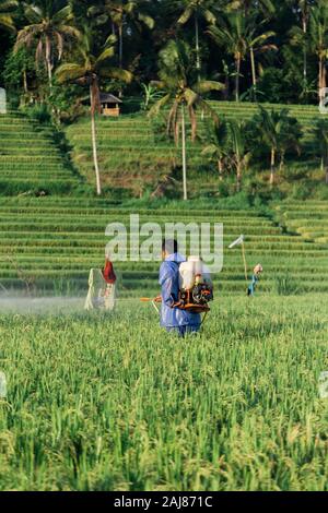 Seitenansicht des Bauern Spritzen Insektizid auf Pflanzen in Hof Stockfoto