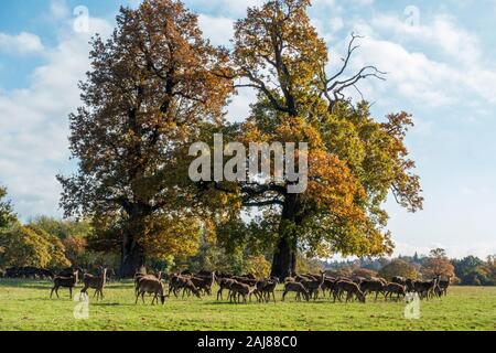 Herde von Red Deer (Cervus elaphus) im Windsor Great Park, Windsor, Berkshire, England, Vereinigtes Königreich Stockfoto