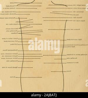 Atlas und Lehrbuch der topographischen und Angewandte Anatomie. Registerkarte. /J Stockfoto