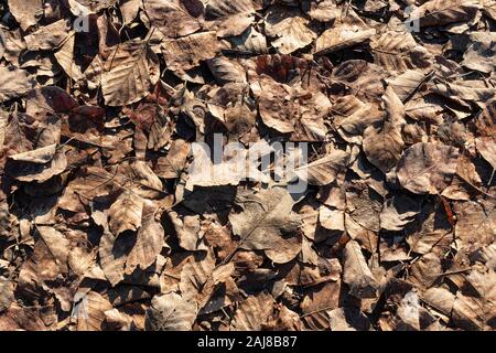 Die trockenen Blätter auf dem Boden im Herbst gefallen Stockfoto