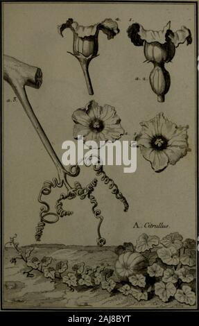 Beschreibung, vertus et usages de sept Cent dix-neuf Plantes: tant que de nos climats étrangeres; et de Cent trente-quartre Animaux, en sept Cent planches Trente, gravées en Taille-Douce, sur les desseins d'après Natur, de M de Gersault, par MM de Fehrt, Prevost, Duflos, Martinet,&c et rangées Suivant l'ordre du Livre intitulé Matiere médicale de M Geoffroy.. . Stockfoto