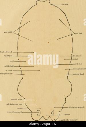 Atlas und Lehrbuch der topographischen und Angewandte Anatomie. Der TubentsiLy Sitzbein. Daman) ntexutfO tnuiriDai lo ifiiaowduT Tab. 12. Pulmo finsteren Stockfoto