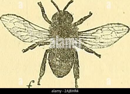 Das tierische Leben und Intelligenz. /Abb. 20.- mimikry von Bienen durch Fliegen. a, b, Bombus muscorum; c, d, Volucella bombylans; e, Eristalis Tenax; f, Apis mellifica. Die underwings des Hives Biene (/) waren unsichtbar, in der Fotografie, von dem die Abbildung wasdrawn. (Von einer Ausstellung des British Natural History Museum.) Formulare während der Challenger Expedition entdeckt haben thelure erleuchtet durch "unsichtbares Licht. Wir brauchen nicht mehr in der Abbildung des resem - blances, denen bestimmte Organismen zu escapeelimination durch den Wettbewerb aktiviert haben, sagen. Einmal mehr werden es verstanden * Farben der Tiere, s. 73. Stockfoto