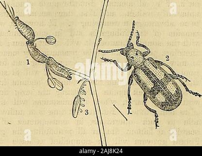 Die Gärtner' Chronik und Landwirtschaftliche Zeitung. anal zwischen den Augen, die arevery Prominente und Schwarz; antennee mäßig longand Schwarz, pubertierende, ausser an der Basis, 11-Gelenkwelle, basal Gemeinsame gewölbt, zweite kleinere, Dritten und fourthobovate nach größeren und länglich, der Apikalen jointconical; Thorax subcylindric, rötlich, mit zwei blackdots auf der Disc, sparsam durchlöchert; scutellum Klein, trigonate und Blau-grün: Die flügeldecken, die nearlytwice sind so vielfältig wie die Thorax- und Elliptische, sind von aclear ochreous Farbe, die jeweils über neun Löcher striaedown; es gibt eine kleine Stockfoto