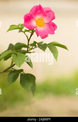 Tief Rosa, leichter Rückwärts, weiß. Starke Duft. 5 bis 7 Blütenblätter. Große, einzelne (4-8 Blütenblätter), Flachbild Blüte bilden. Einst blühende Frühling oder Sommer Stockfoto